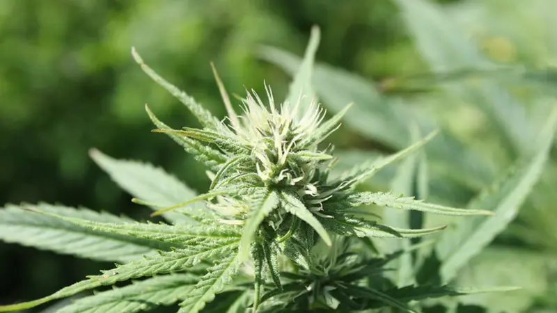 Image is a close up of a blossom on a hemp plant. 