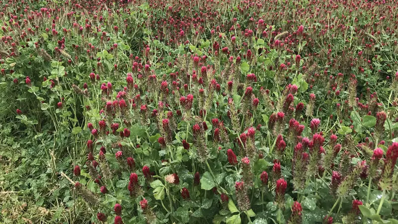 clover