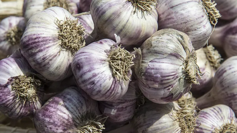 It's time to plant garlic. Photo by Lynn Ketchum.