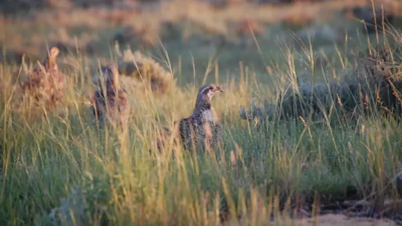 Sage grouse