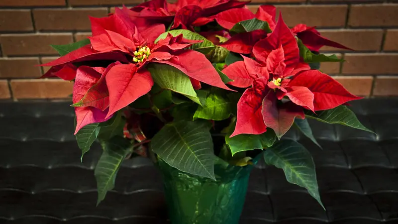 poinsettia