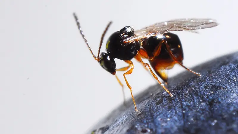 Ganaspis brasiliensis wasp.