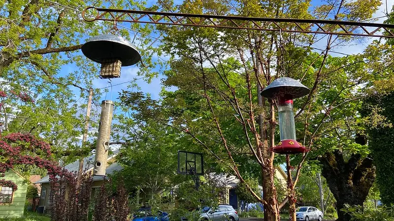 bird feeder