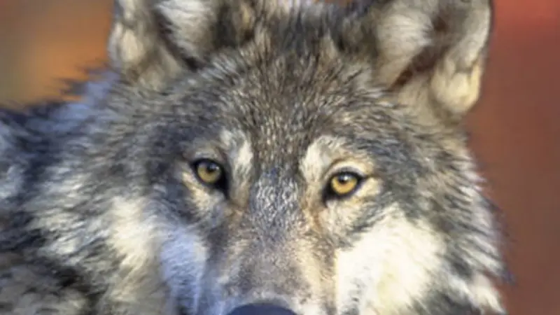 Species: gray wolf (Canis lupus) Photo credit: Gary Kramer, USFWS Source: <a href="https://www.flickr.com/photos/usfwshq/5584759091">www.flickr.com/photos/usfwshq/5584759091</a>