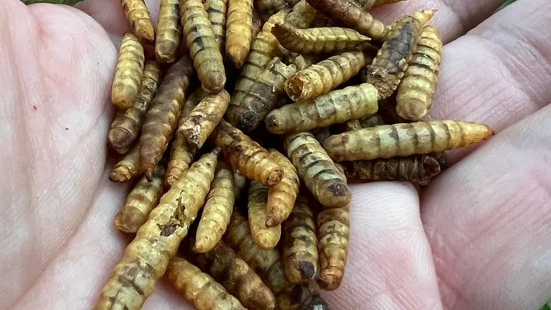 Soldier fly larvae