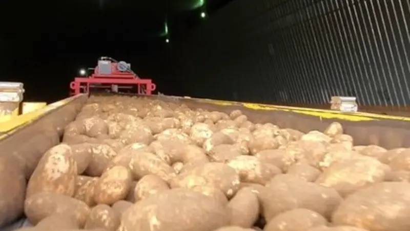 Potatoes