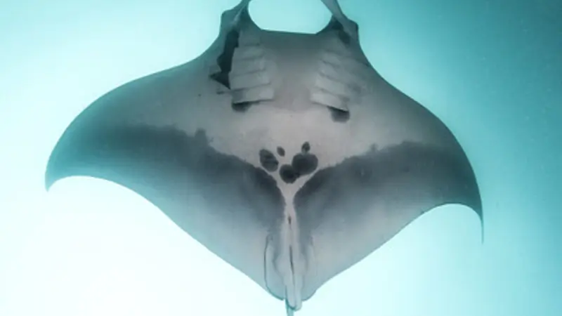 Oceanic manta ray