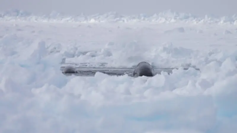 Two bowhead whales surface in a small opening in the sea ice.