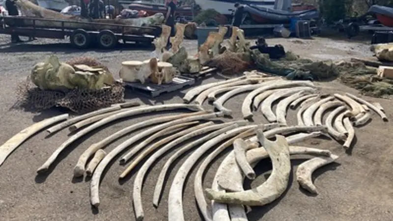 ribs and other bones from a blue whale skeleton are laid out on the ground