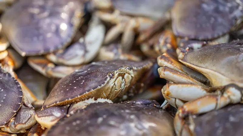 Close up image of Dungeness crabs