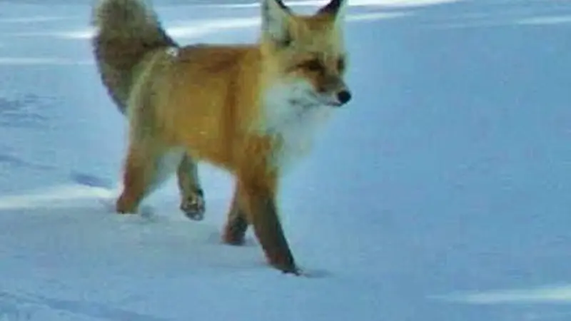 Sierra Nevada red fox, photo by National Park Service