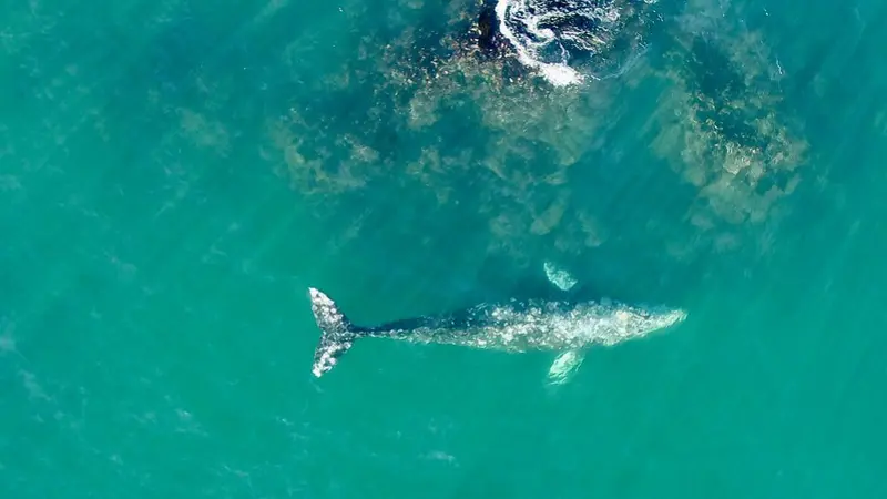 Aerial view of a gray whale feeding near a rock. 