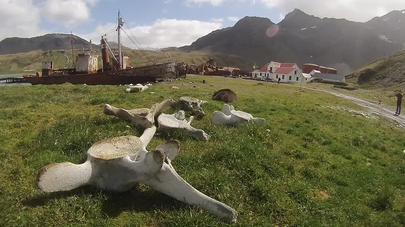 Image of whale bones scattered across the ground. 