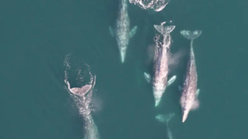 Aerial image of a pod of gray whales. 