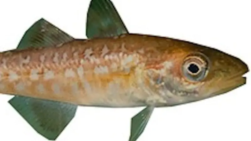 Image shows a juvenile Pacific cod fish against a white background