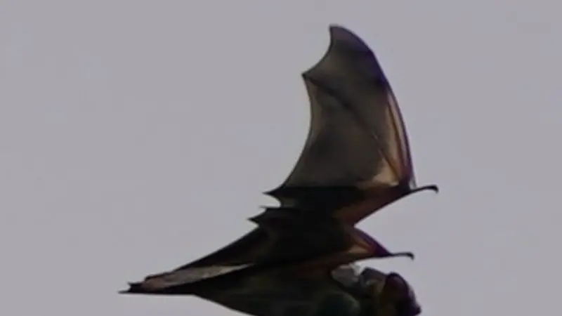 Hoary bat at sea. Will Kennerley photo courtesy the MOSAIC Project.