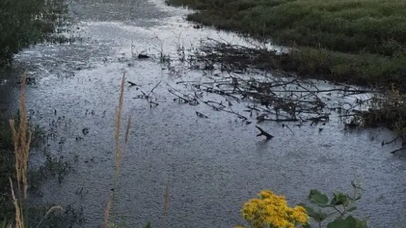 Water at the E.E. Wilson Wildlife Area