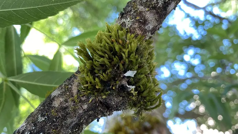 Close up image of moss growing on a tree branch
