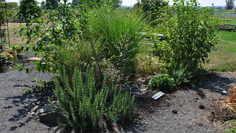 Rain garden