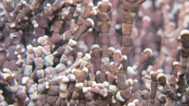 Calliarthron tuberculosum
