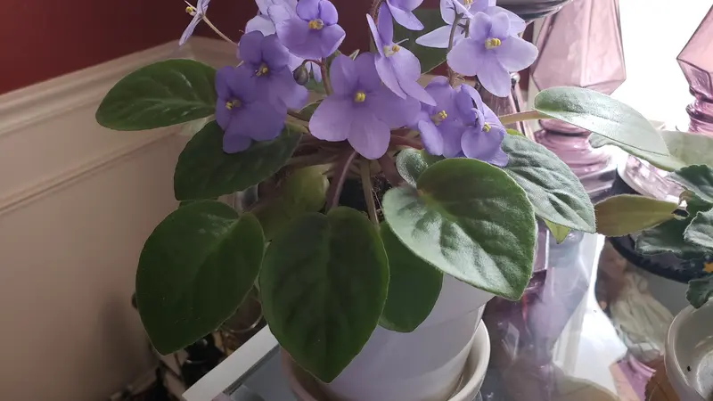 African violet