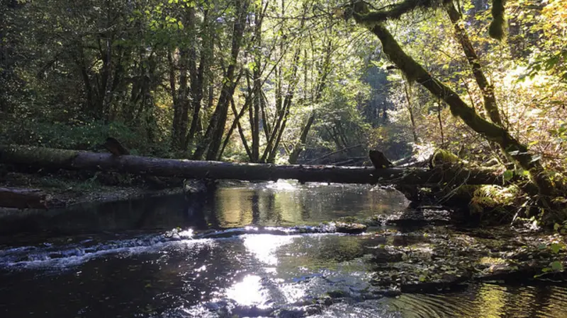 Alsea River, Oregon
