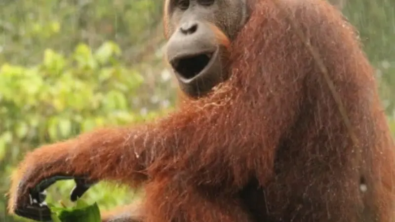 Orangutan, photo by Matt Betts