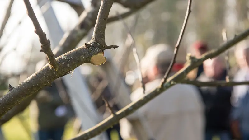 apple tree pruning