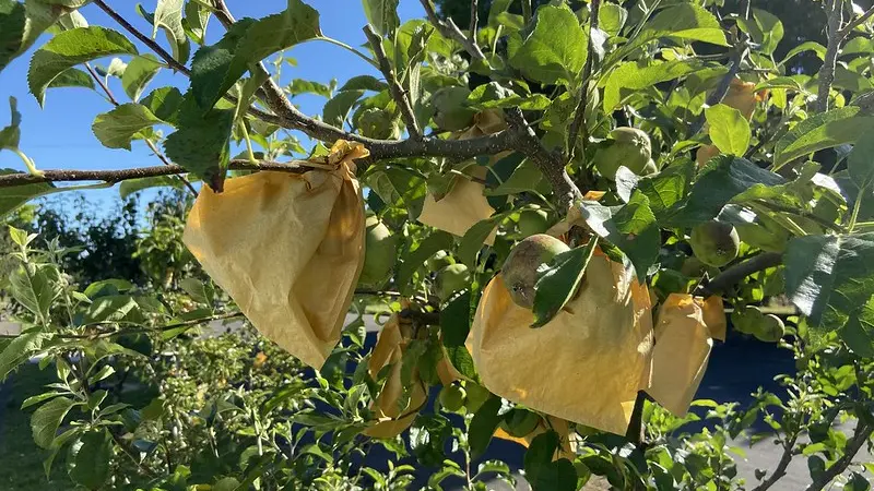 Bagged apples.