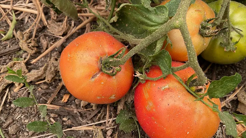 ash on tomatoes