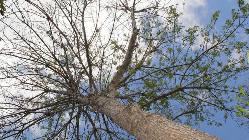 Symptoms of an emerald ash borer infestation are a dying crown, sucker shoots growing from the trunk or base of the tree, D-shaped holes in the bark, splitting back and S-shaped areas underneath the bark. 