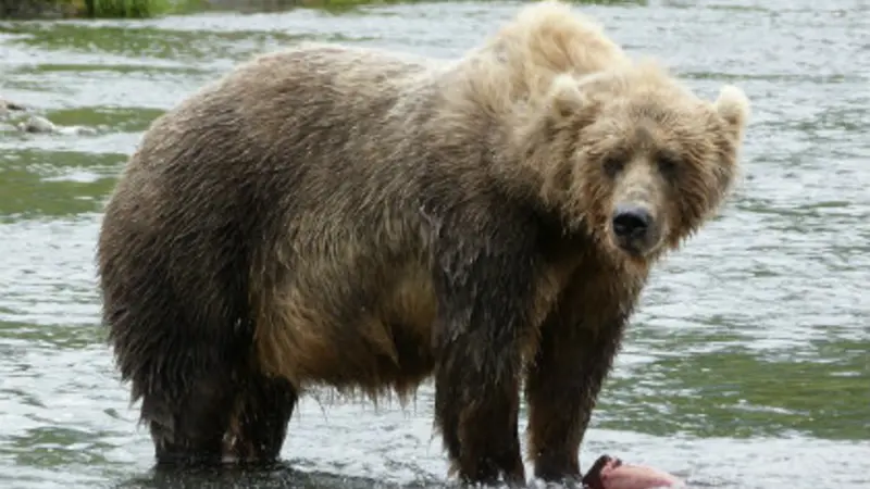 Alaskan brown bear