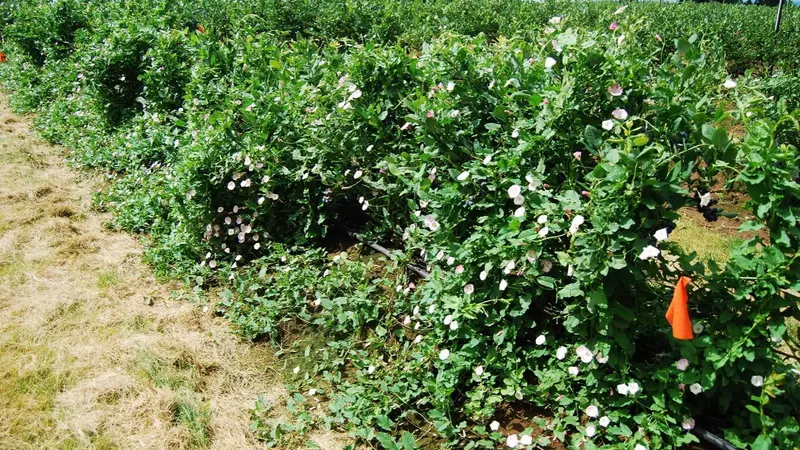 Bindweed grows along the ground until it contacts other plants or structures, and it spreads over anything in its path.