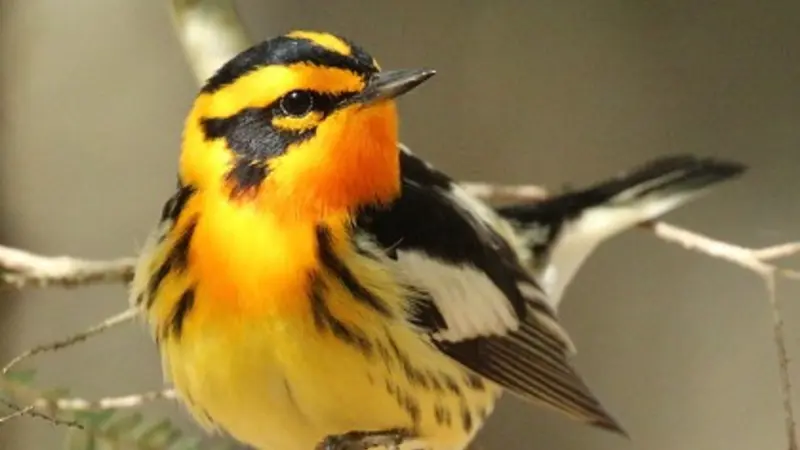 Blackburnian warbler
