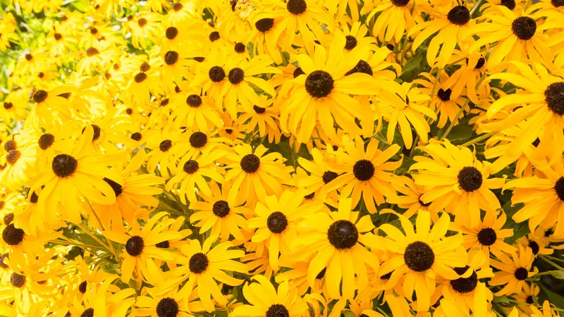 Black-eyed Susans