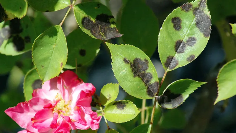black spot on rose