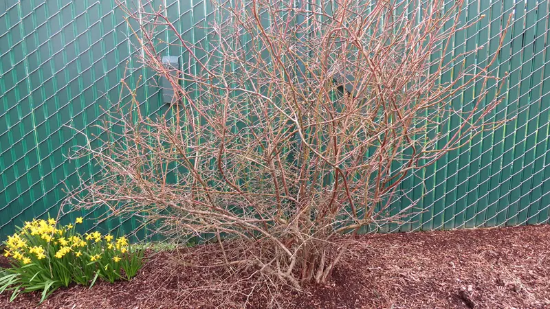 blueberry bush
