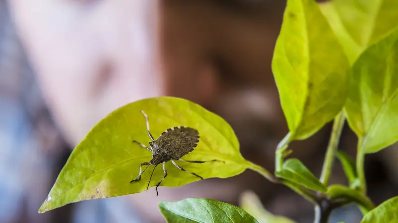 Brown marmolated stink bug.