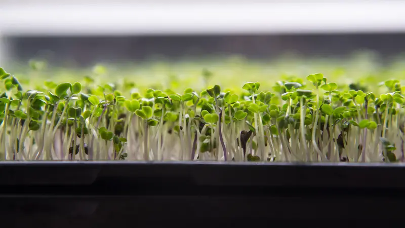 Green broccoli microgreens in a tray. 