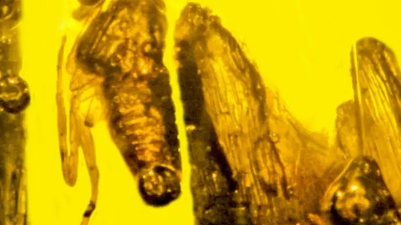 Eograminis balticus with insect