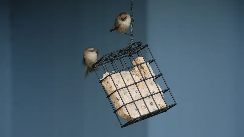 Small birds visit a block of suet in a feeder.