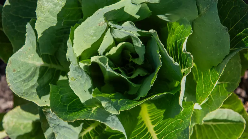 A closeup of a leafy green cabbage in agarden.