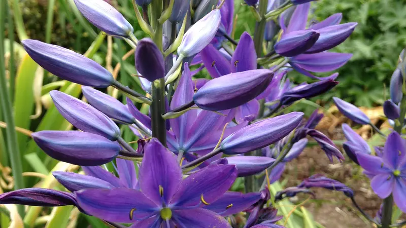 Camas has been determined to be one of the best Oregon plants to attract native bees.