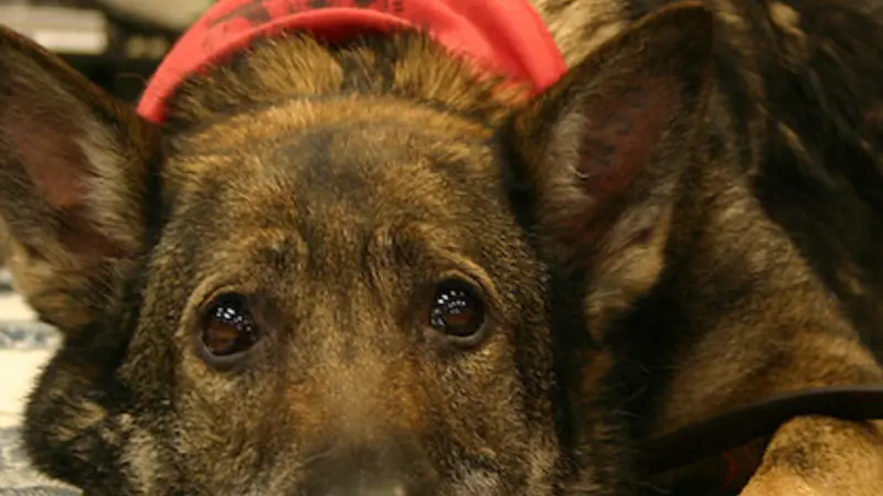Image shows a German shepherd lying down with head on paws, looking up at the camera with big beautiful eyes.