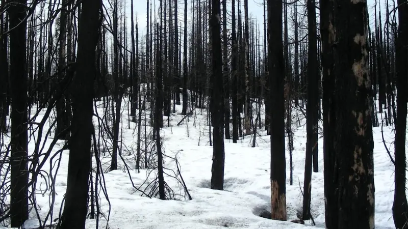 Postfire snow, photo by Kelly Gleason, OSU