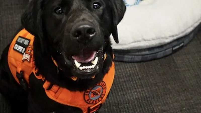 black lab smiling