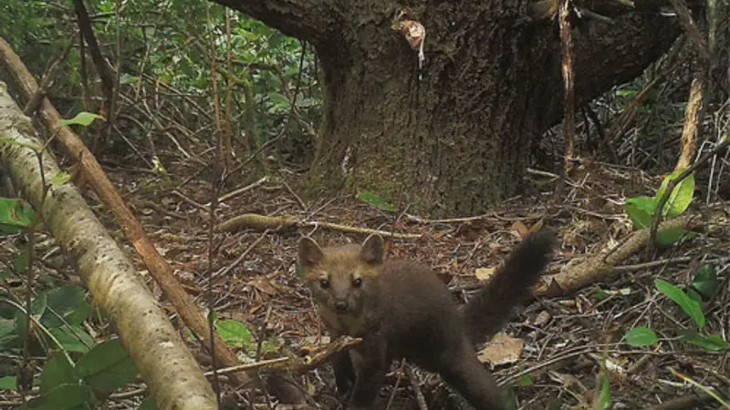 Coastal Pacific marten in the Oregon Dunes is captured by a remotely-triggered camera