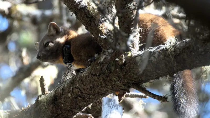 Rare coastal Pacific marten in the Oregon Dunes is captured by a remotely-triggered camera. 