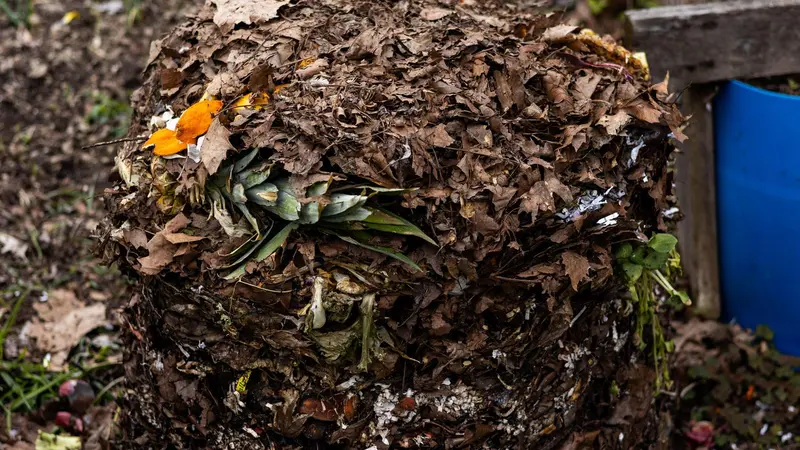 Compost pile
