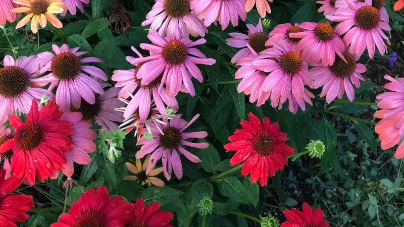coneflower